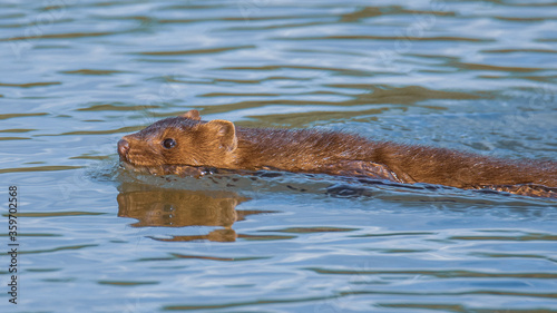 american mink swimming the river
