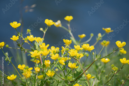Beautiful fresh yellow buttercup flowers on blurred blue water background