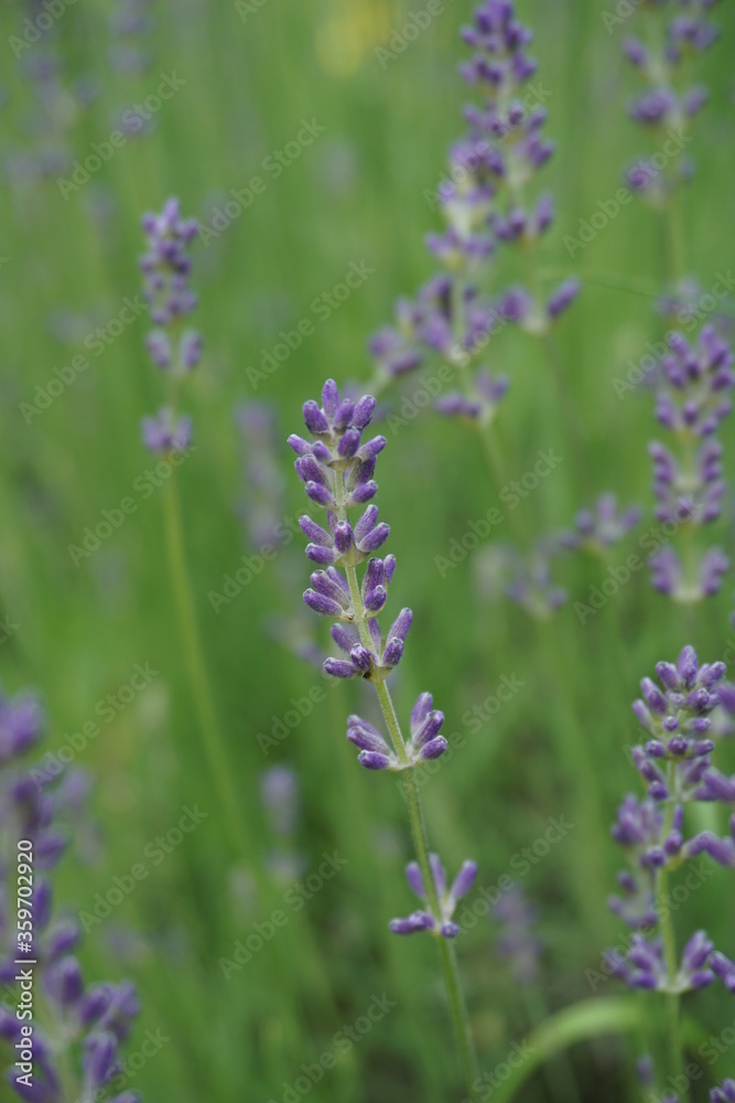 Fototapeta premium Zbliżenie na kłos kwitnącej lawendy
