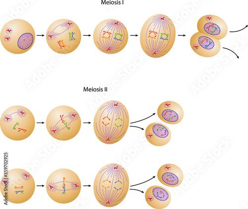 Phases of meiosis