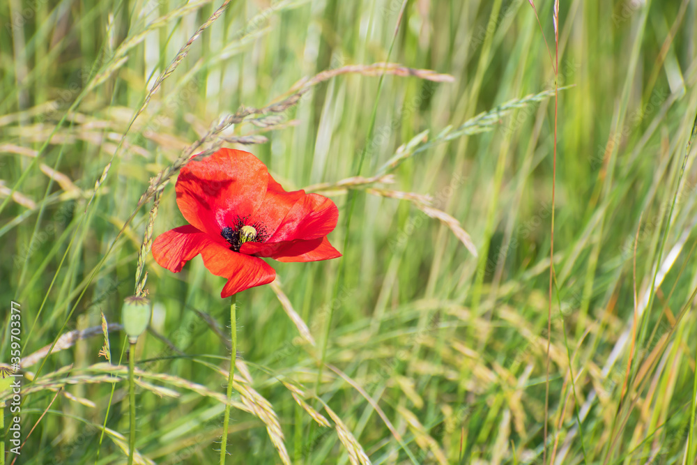 Charming right red poppy flower among green grass and spikelets Charming right red poppy flower among green grass and spikelets