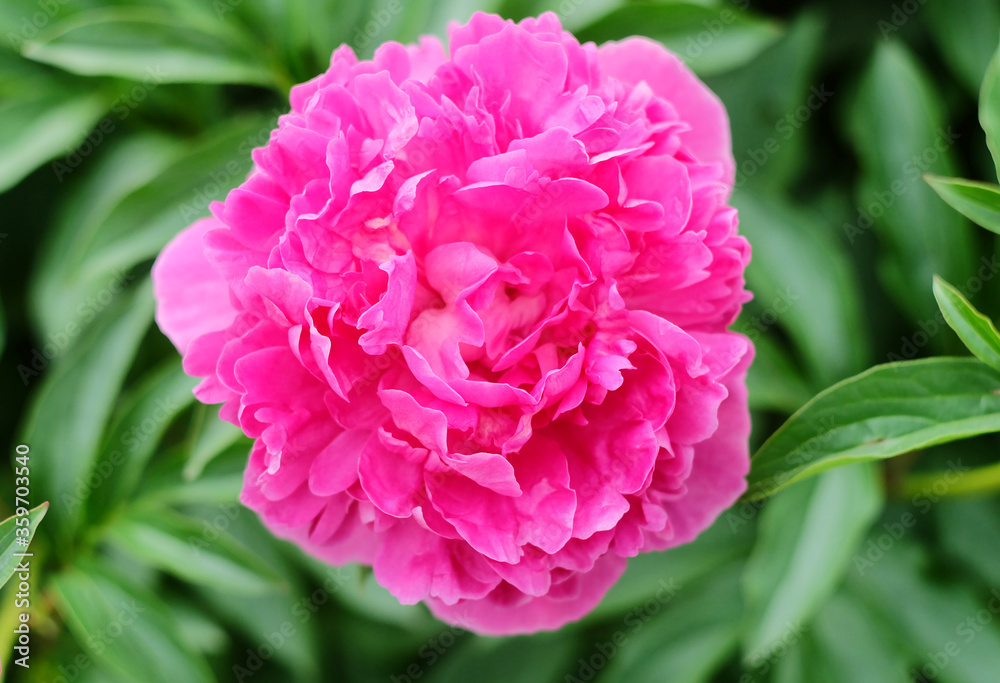 Lush terry bright burgundy peony against a greener background in the summer flowerbed, horizontal composition, macro photo.
