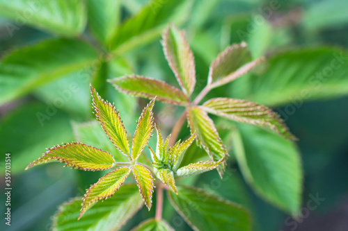 Sprig of dewberry fresh green leaves with red edging