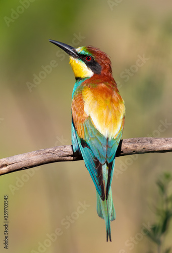 European bee-eater, Merops apiaster. An early morning bird sits on a dry branch. The bird is beautifully lit by the morning sun