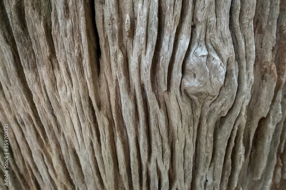 The close up Details of the old tree stump The close up Details of the old tree stump