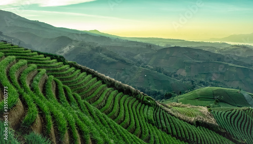 landscape with vineyard