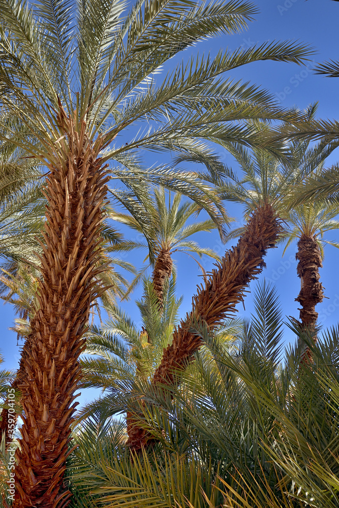 DJANET OASIS IN THE SAHARA DESERT IN ALGERIA. DJANET OASIS IN THE SAHARA DESERT IN ALGERIA.