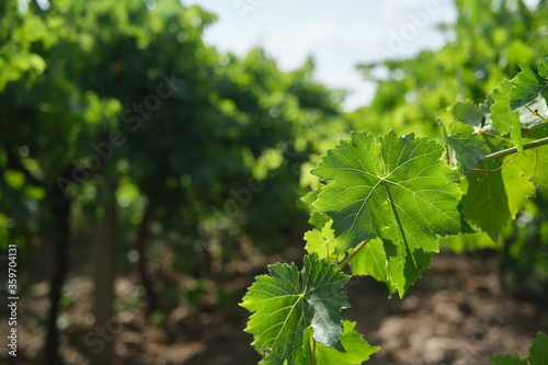 Detailed close-up of the natural vine leaves in the vineyard