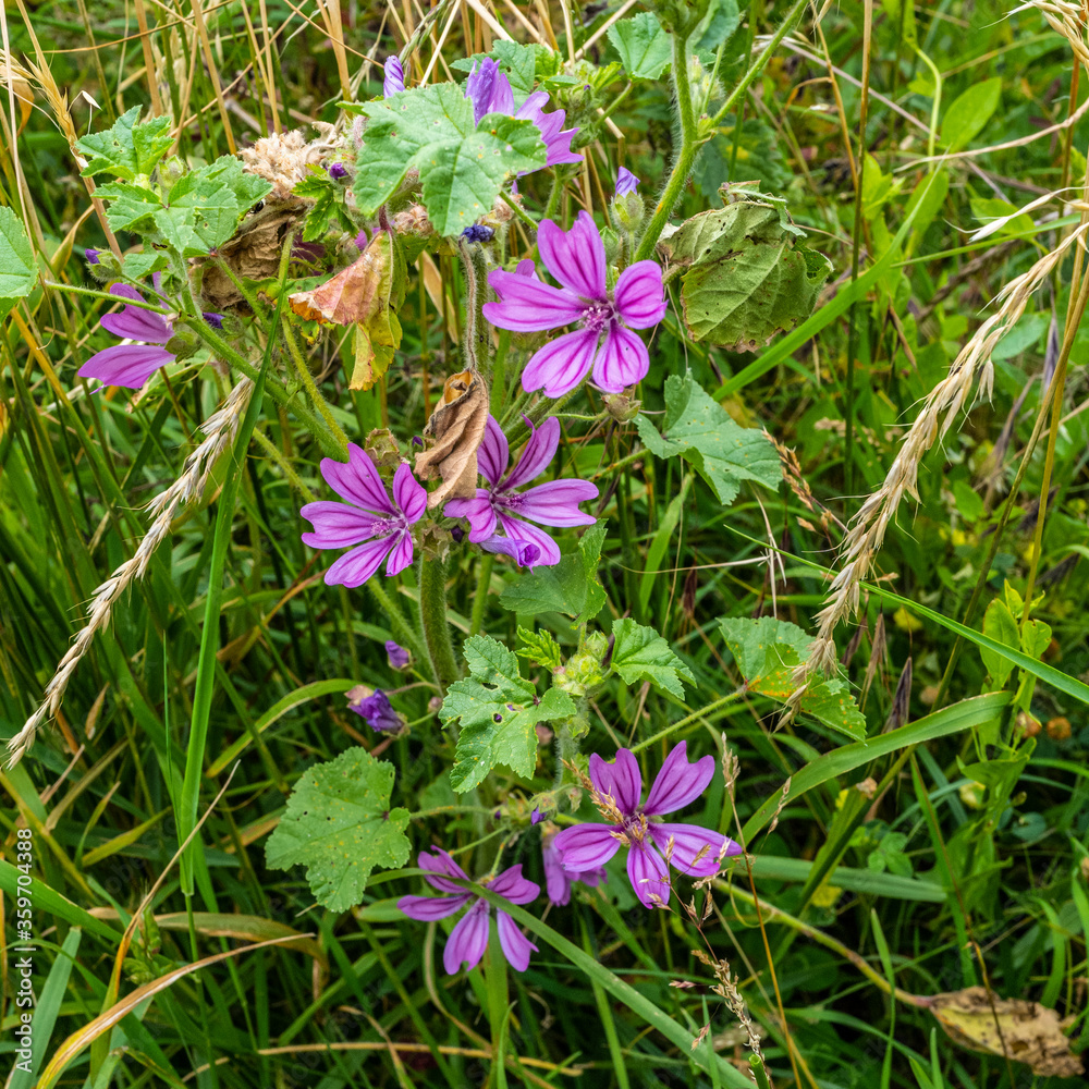 fleurs de couleur mauve à cinq pétales 1 fleurs de couleur mauve à cinq pétales 1