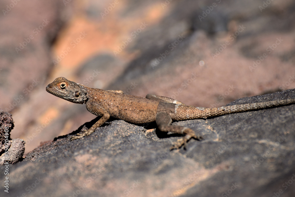 ALGERIAN LIZARD IN THE SAHARA DESERT IN THE TASSILI NATIONAL PARK ALGERIAN LIZARD IN THE SAHARA DESERT IN THE TASSILI NATIONAL PARK