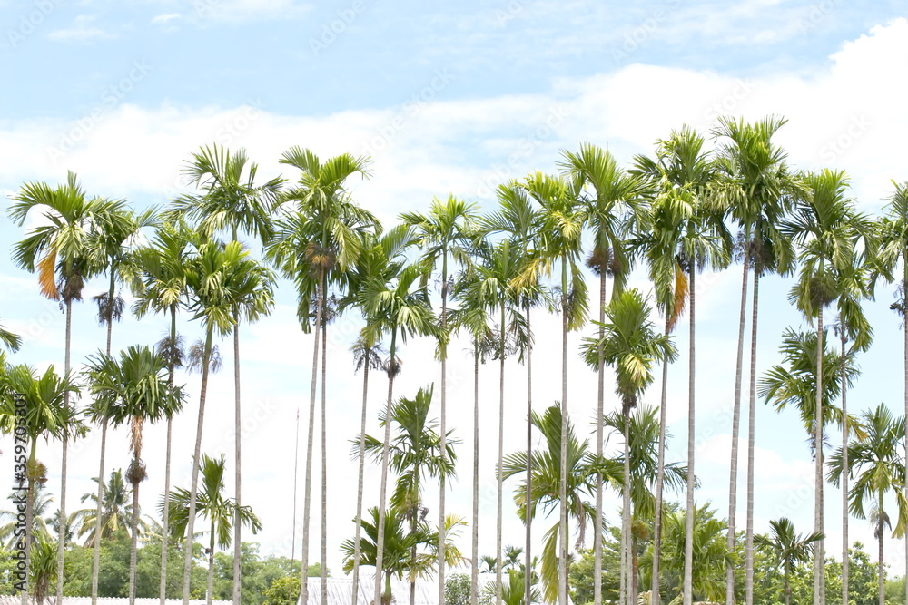 Thailand Areca nut palm bearing areca nuts Stock Photo | Adobe Stock