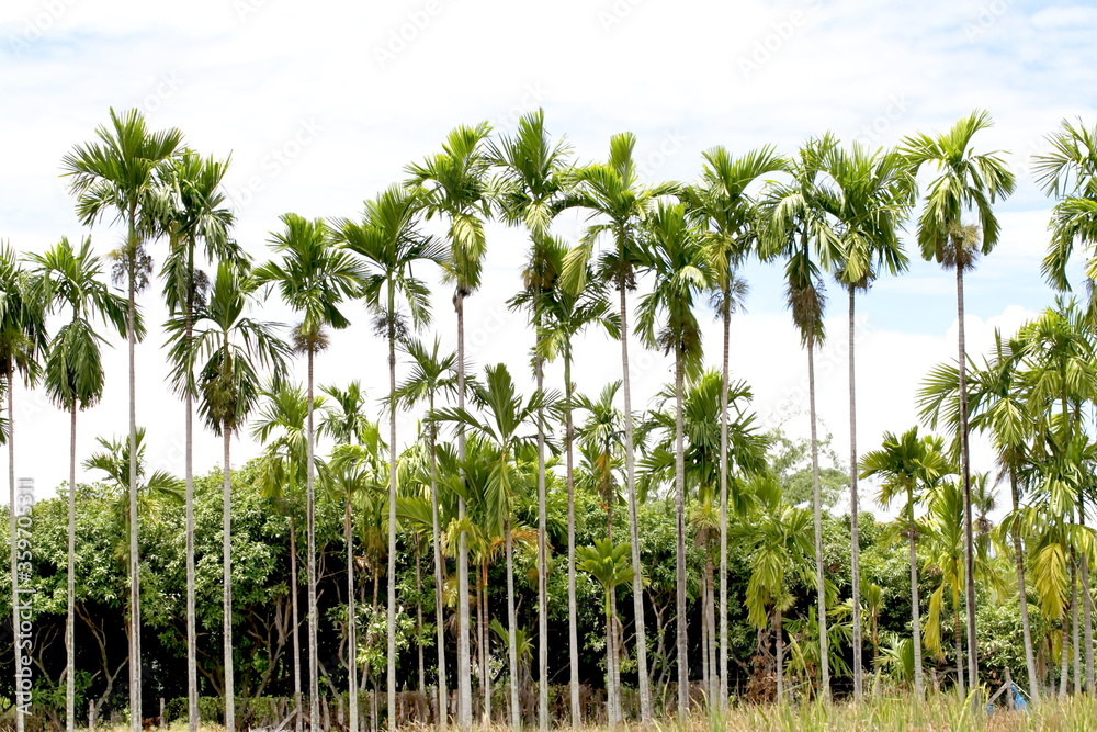 Thailand Areca nut palm bearing areca nuts Thailand Areca nut palm bearing areca nuts