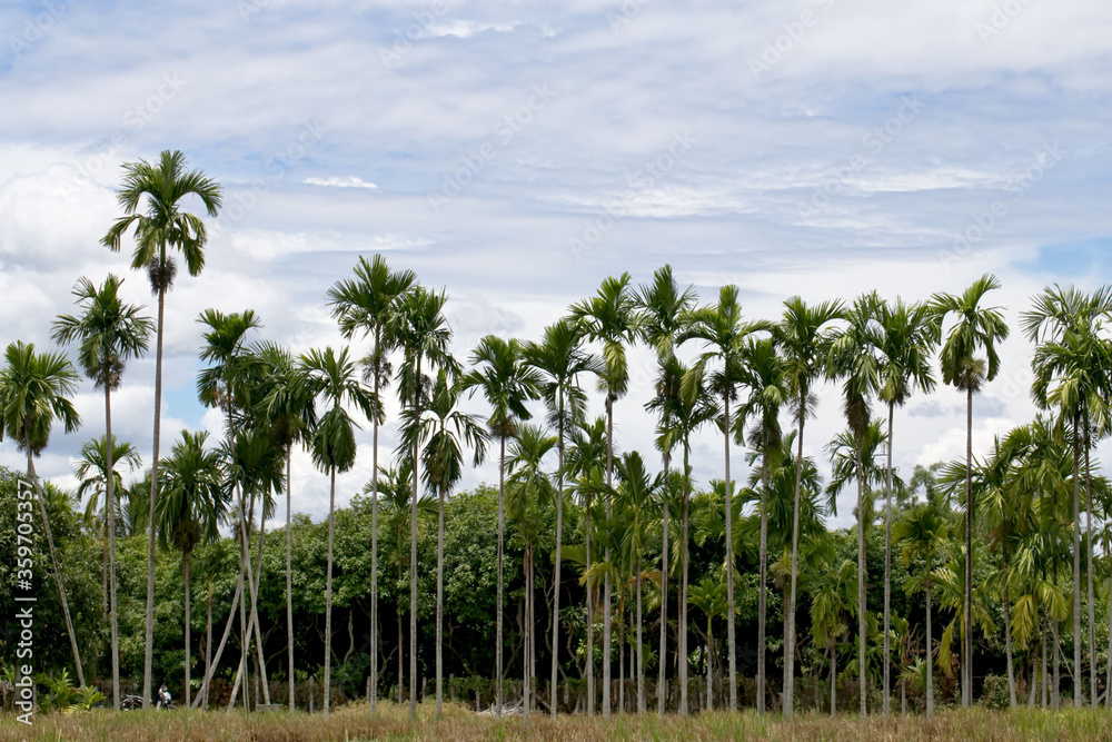 Thailand Areca nut palm bearing areca nuts Thailand Areca nut palm bearing areca nuts