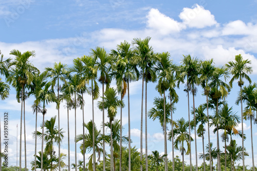 Thailand Areca nut palm bearing areca nuts