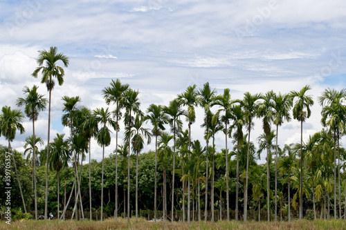 Thailand Areca nut palm bearing areca nuts