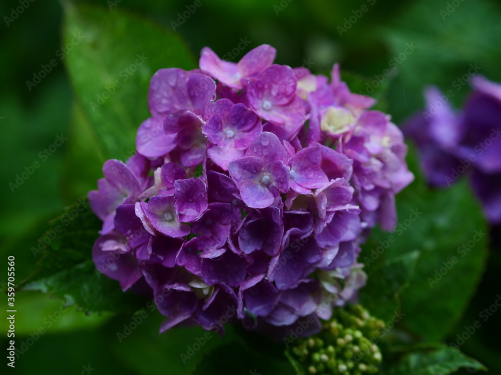 雨の日の紫陽花(服部農園あじさい屋敷) 雨の日の紫陽花(服部農園あじさい屋敷)