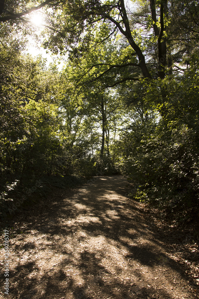 Fototapeta premium bosco