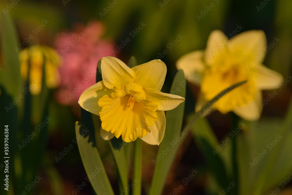 Gelbe Narzisse (Narcissus pseudonarcissus )