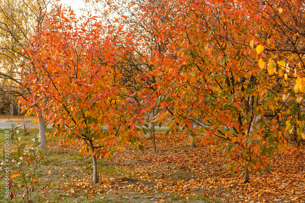 Collection of Beautiful Colorful Autumn Leaves green, yellow, orange, red