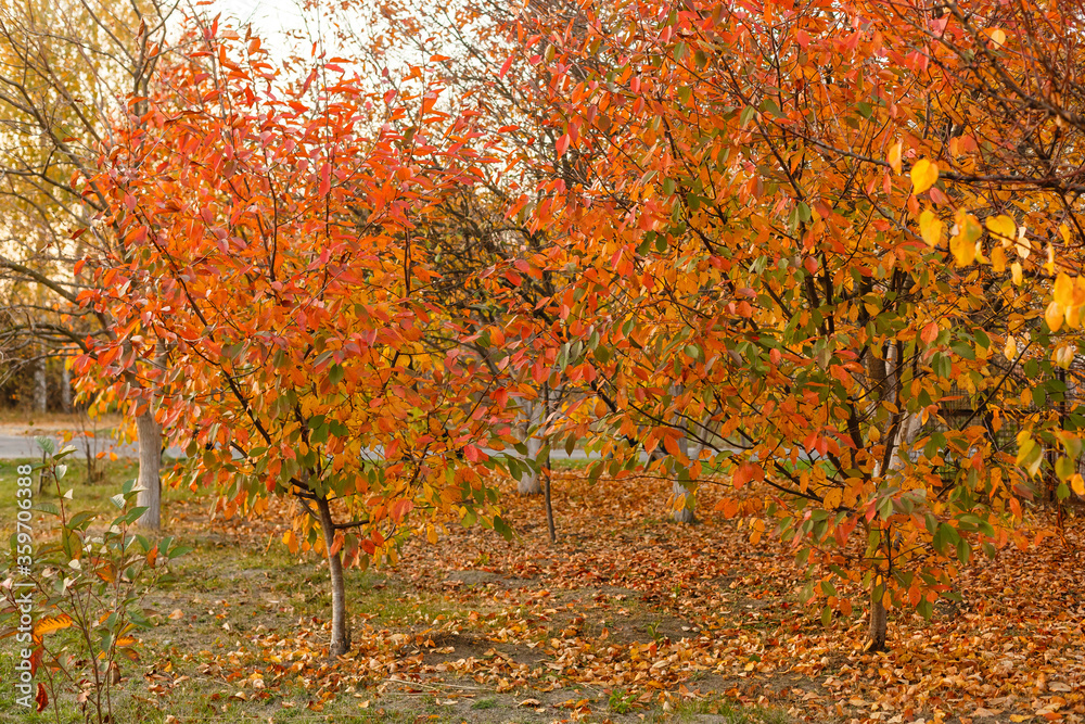 Collection of Beautiful Colorful Autumn Leaves green, yellow, orange, red Collection of Beautiful Colorful Autumn Leaves green, yellow, orange, red