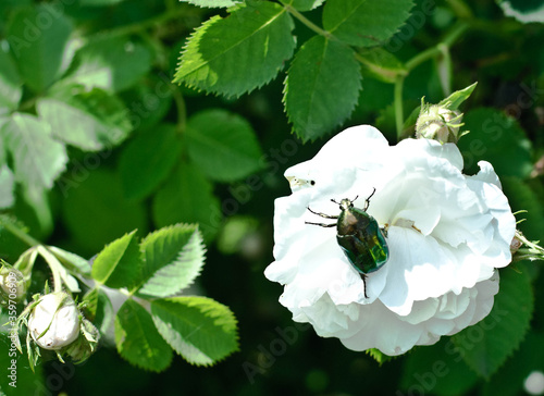 Cuadro en lienzo beetle on a flower, bee, flower, insect, nature, spring, macro, pollen, green, h
