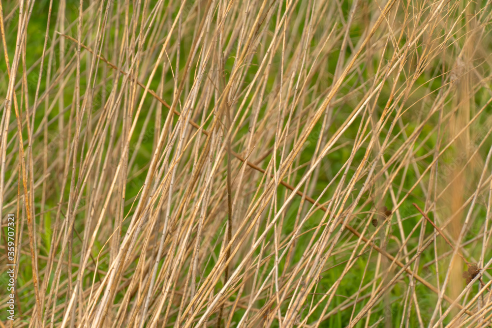 Background of dry grass stalks of brown color