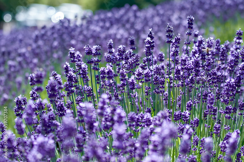 Lavender field shining with violet in June  Furano  Hokkaido  japan