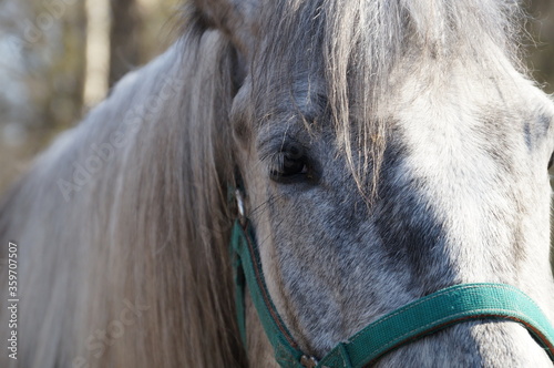 part of the face of a beautiful grey horse