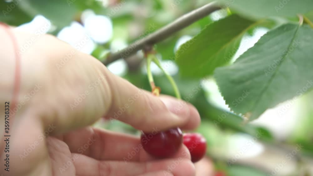 pluck ripe cherry on a tree, natural background pluck ripe cherry on a tree, natural background