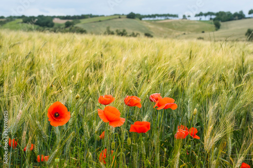 red poppy in wheat field