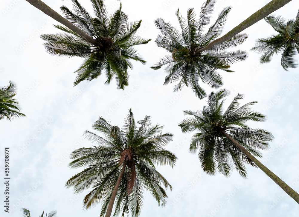 Fototapeta premium Coconut palm trees in the sky background, image for summer background