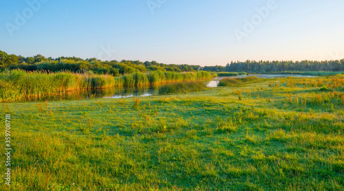 The edge of a sunlit lake at sunrise in an early summer morning below a blue sky