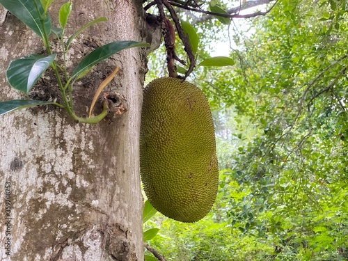 Tropical jackfruits at garden Nan province Thailand.
 photo