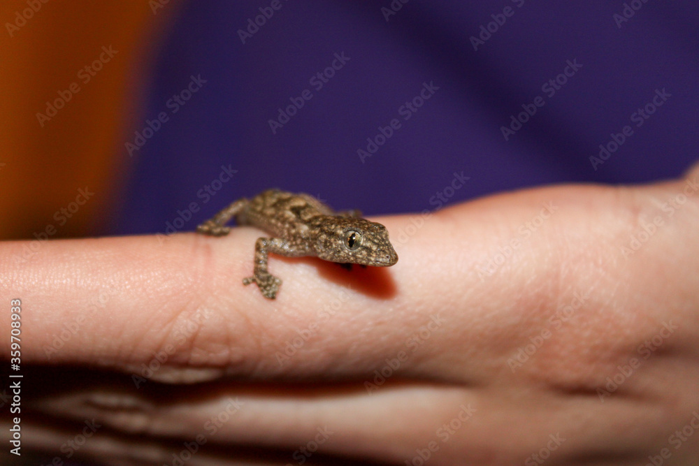 Salamander in hand