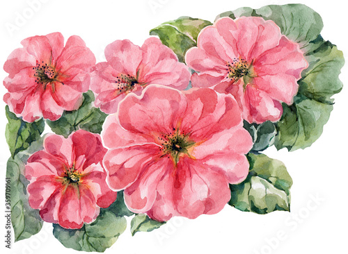 Watercolor pink carnation flower on white background. Illustration