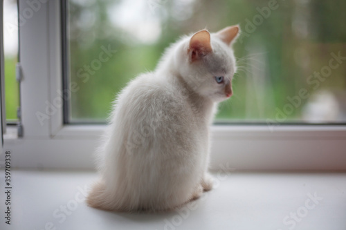 White kitten is sitting on the window.