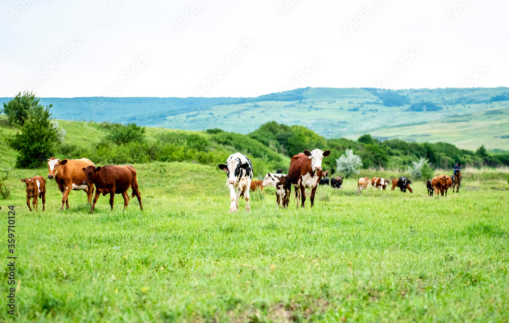 A group of cows are walking on the green grass in the field. The field is part of agricultural land. The grass is bright and green, with a hill and beautiful trees in the background