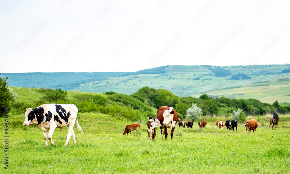 A group of cows are walking on the green grass in the field. The field is part of agricultural land. The grass is bright and green, with a hill and beautiful trees in the background