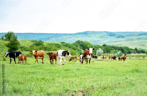 A group of cows are walking on the green grass in the field. The field is part of agricultural land. The grass is bright and green, with a hill and beautiful trees in the background © Inna Tolstorebrova