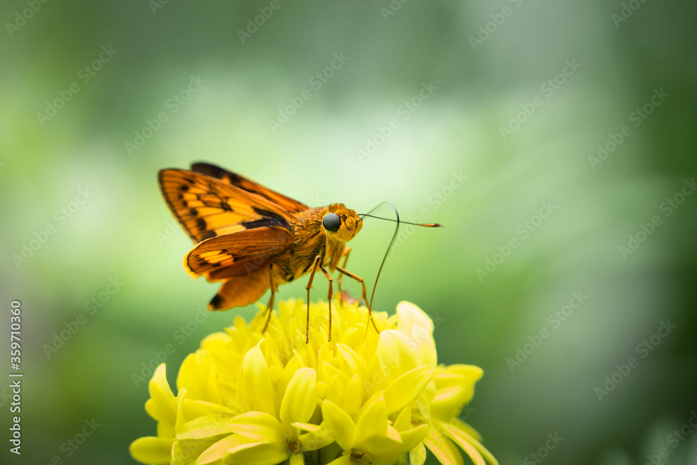 A butterfly perched on the yellow marigold in the garden. A butterfly perched on the yellow marigold in the garden.