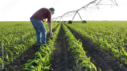 Farmer or agronomist examining corn plants in  field with irrigation system, agriculture in spring