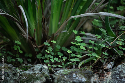 Close-up of small green sprouts