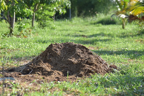 pile of soil in the garden