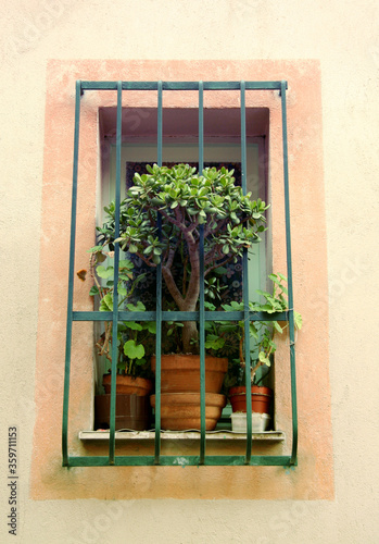 window with flowers