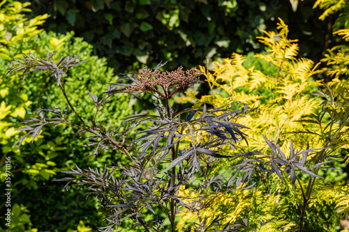 Black elderberry (Sambucus nigra) with flower buds on inflorescences. Beautiful carved purple leaves on a blurry background of yellow leaves of thuja occidentalis and dark ivy leaves. Selective focus.