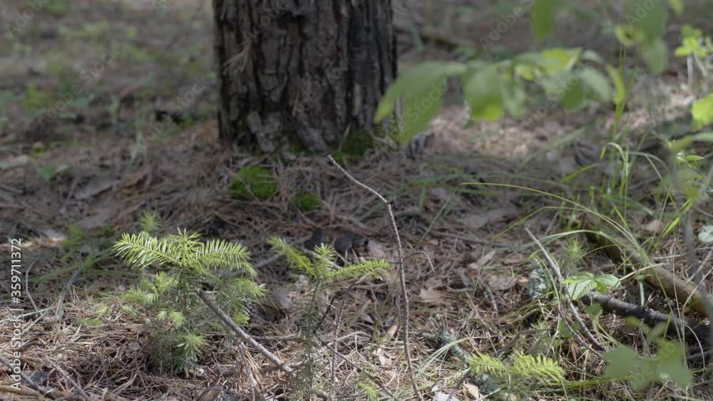 Man lifts backpack over strap from ground in forest. Man in camouflage clothes hunts outdoor in forest hunting alone. Hiker walking in forest. Man lifts backpack over strap from ground in forest. Man in camouflage clothes hunts outdoor in forest hunting alone. Hiker walking in forest.