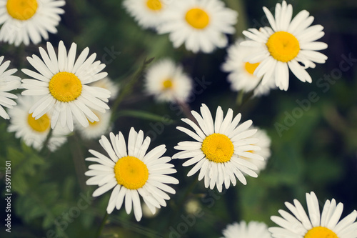 Beautiful white camomiles daisy flowers on green meadow
