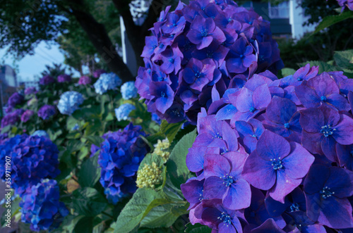 紫色の紫陽花