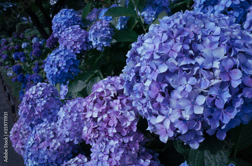 紫色の紫陽花