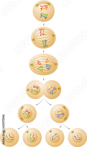 Meiosis cell division illustration